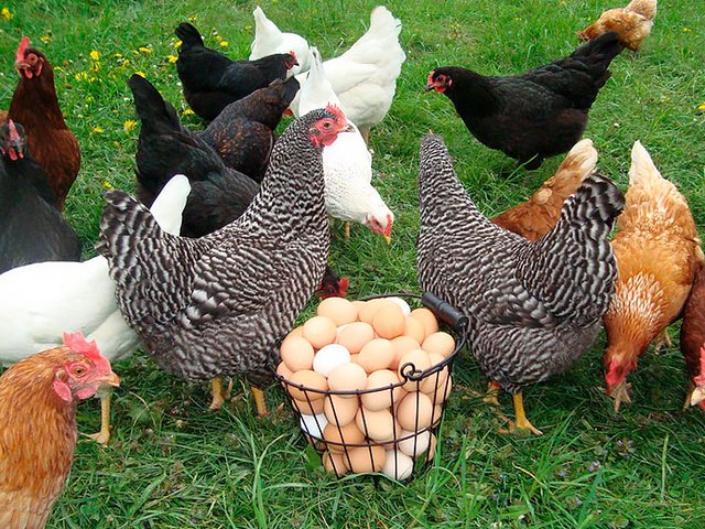 Содержание кур и уход за ними | ЗооТом - продажа, вязка и услуги для животных в Жердевке