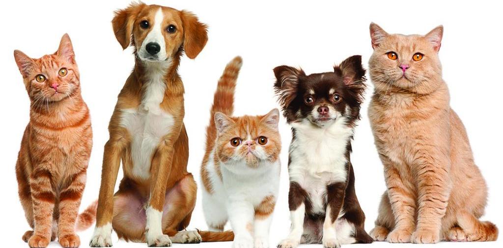 Доска объявлений о животных | ЗооТом - продажа, вязка и услуги для животных в Жердевке