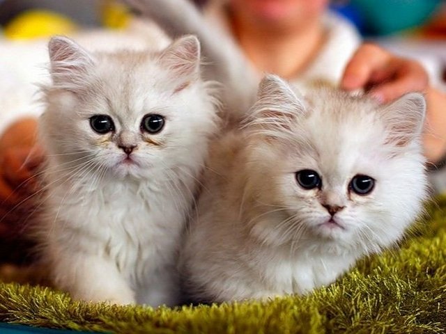 Породы кошек в Жердевке | ЗооТом портал о животных