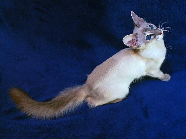 Выведенные породы кошек в Жердевке | ЗооТом портал о животных