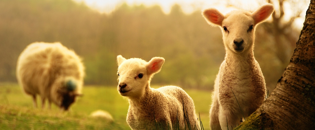 Объявления о сельскохозяйственных животных | ЗооТом - продажа, вязка и услуги для животных в Жердевке